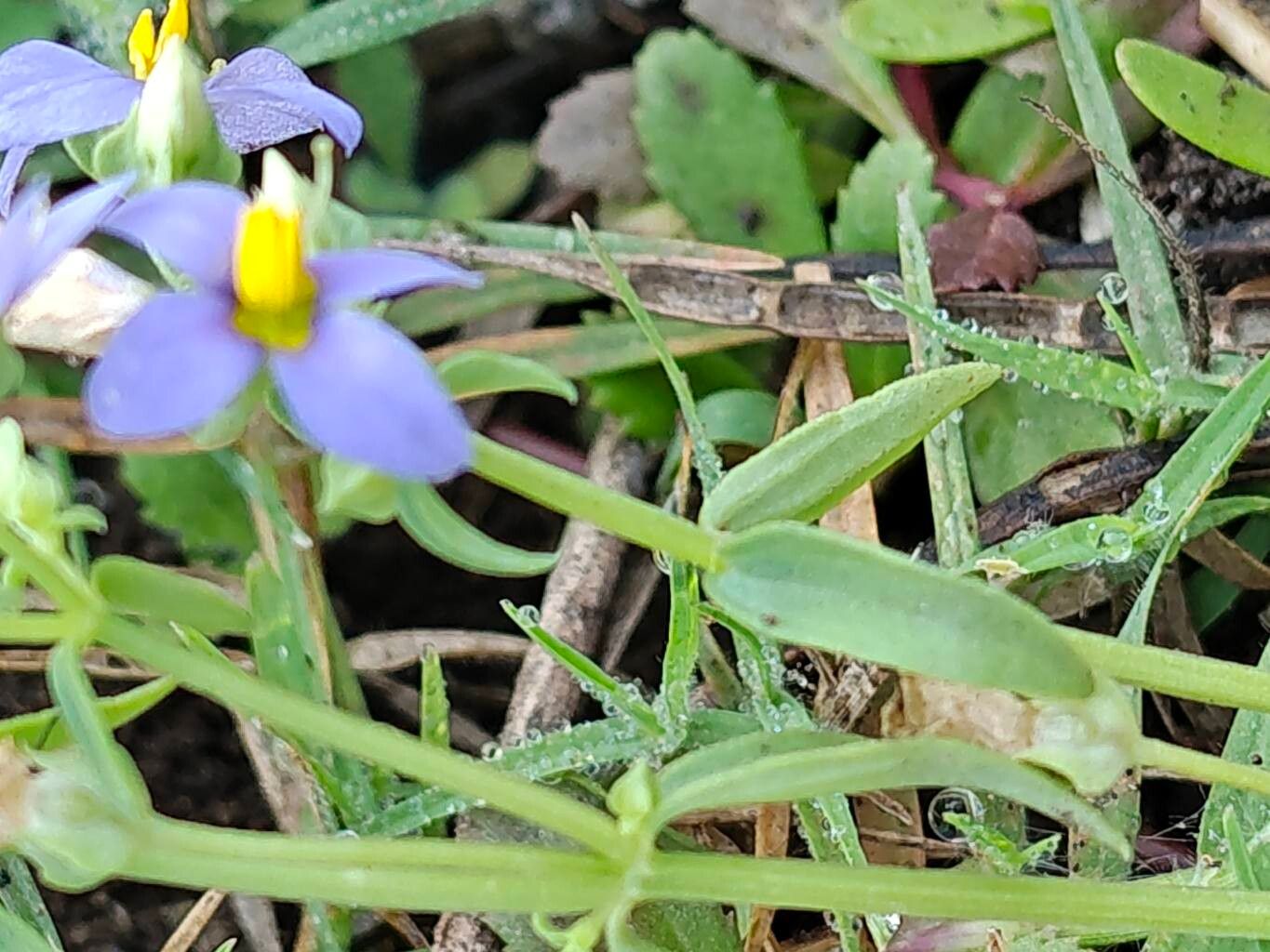 Exacum pedunculatum — houseplant care guide