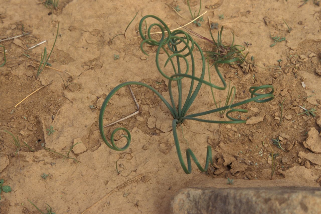 Drimia noctiflora — search result for 'Drimia'