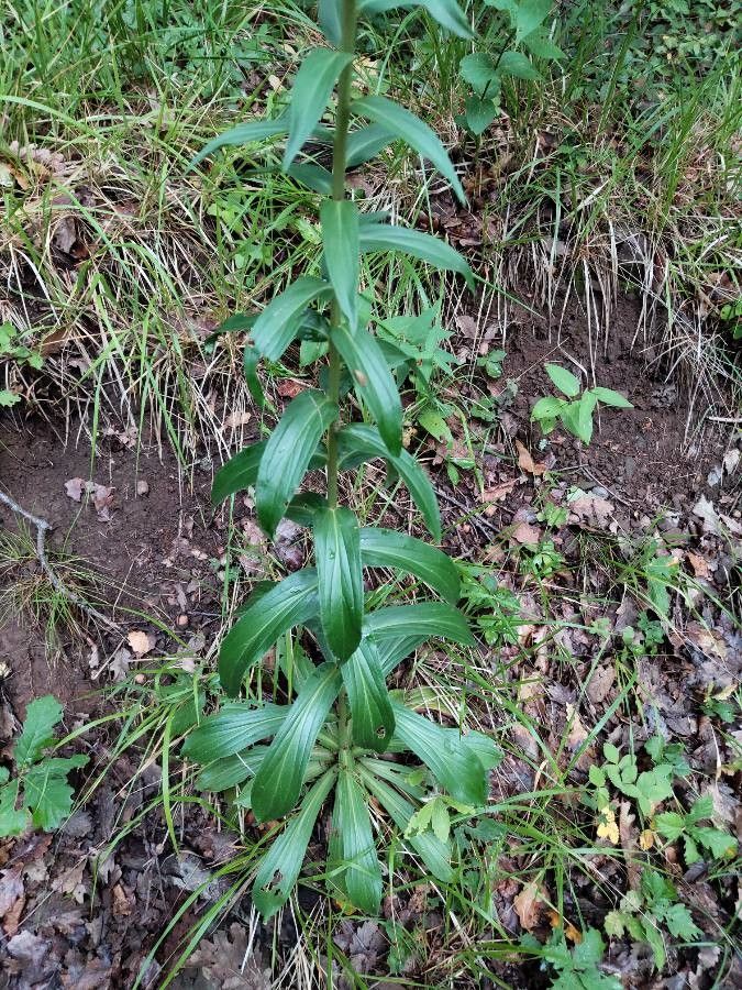 Digitalis ferruginea leaf