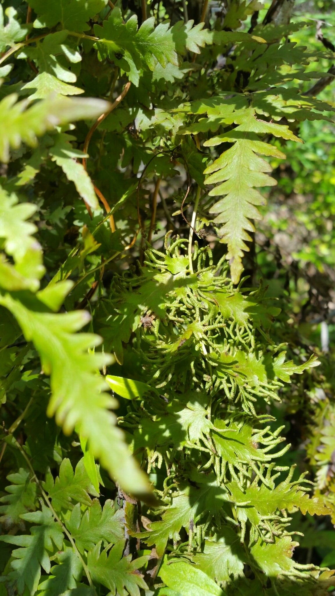 Lygodium kerstenii — houseplant care guide