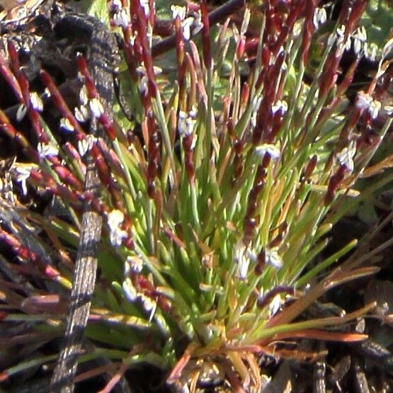 Mibora minima flower
