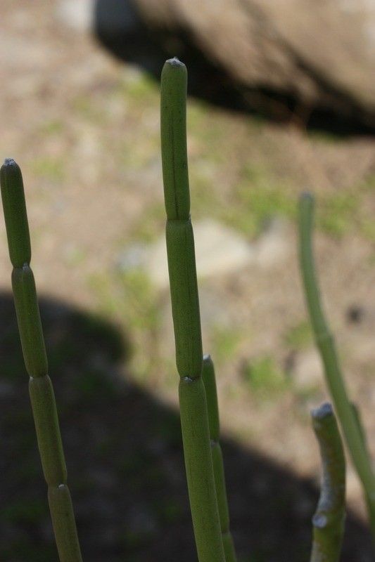 Sarcostemma viminale bark