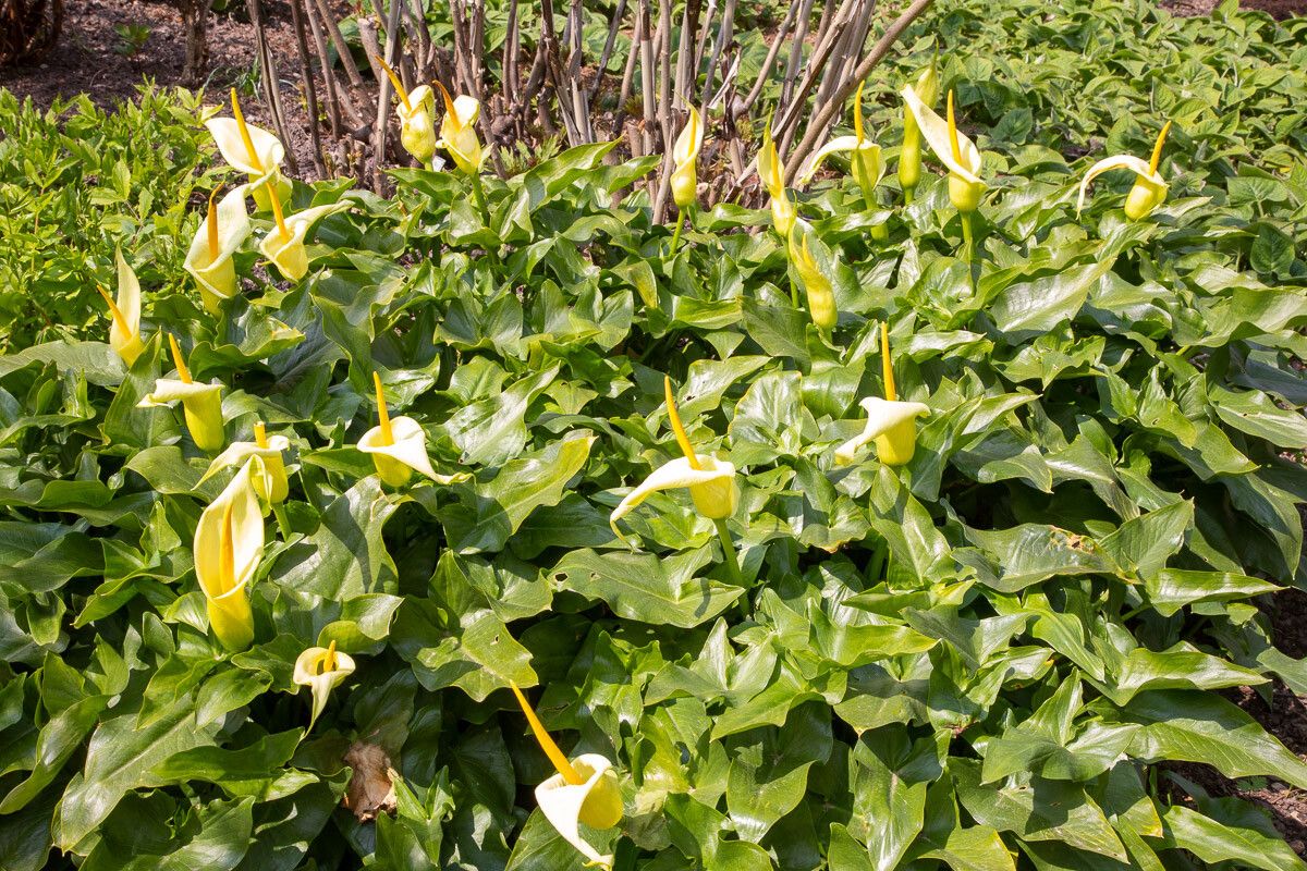 Arum creticum