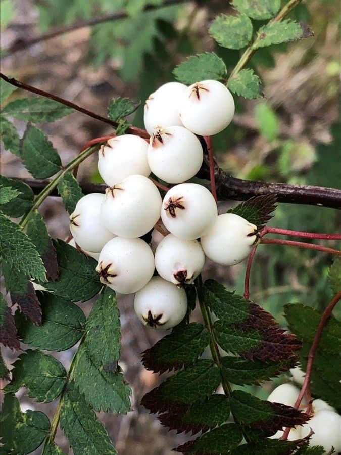 Sorbus koehneana fruit