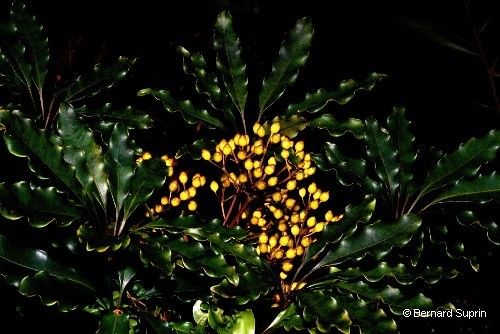 Plerandra baillonii flower