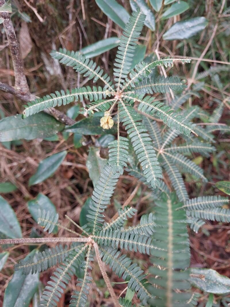 Biophytum aeschynomenifolia habit