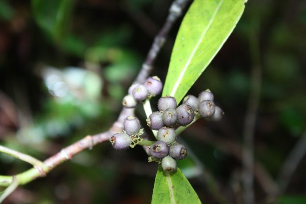 Psychotria saltiensis — houseplant care guide