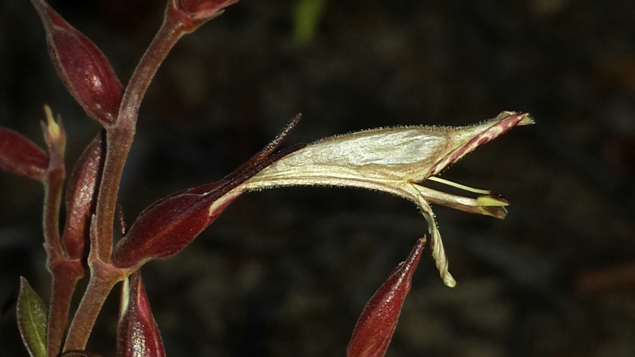 Hypoestes caudata flower