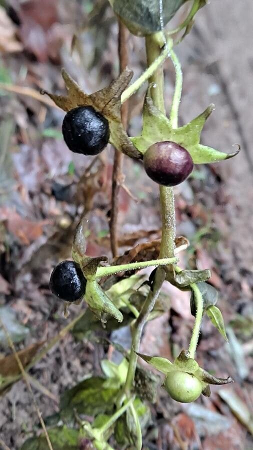 Atropa belladonna fruit