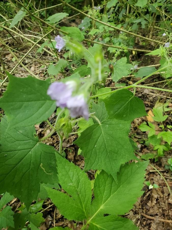 Hydrophyllum appendiculatum leaf