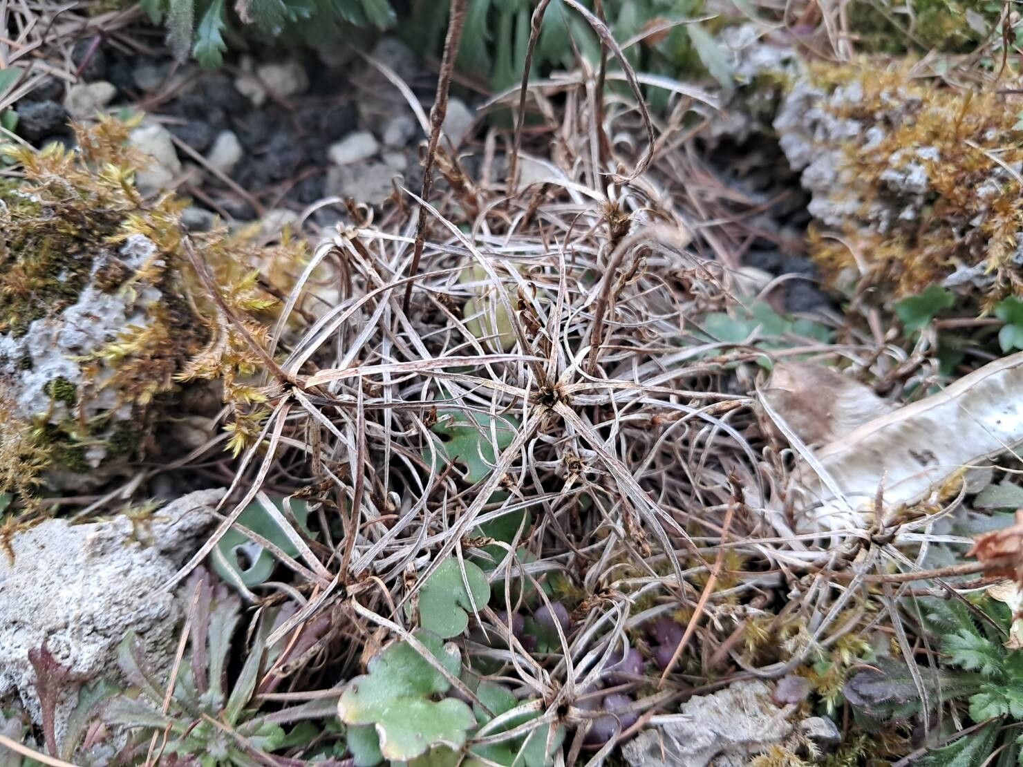 Acantholimon hohenackeri — houseplant care guide