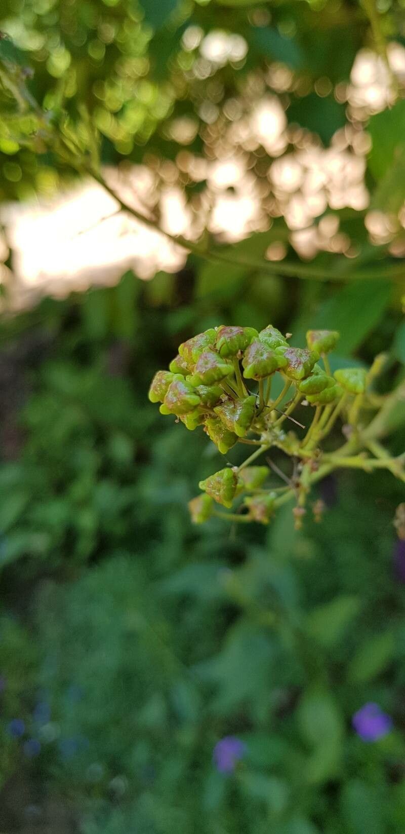 Ceanothus americanus fruit