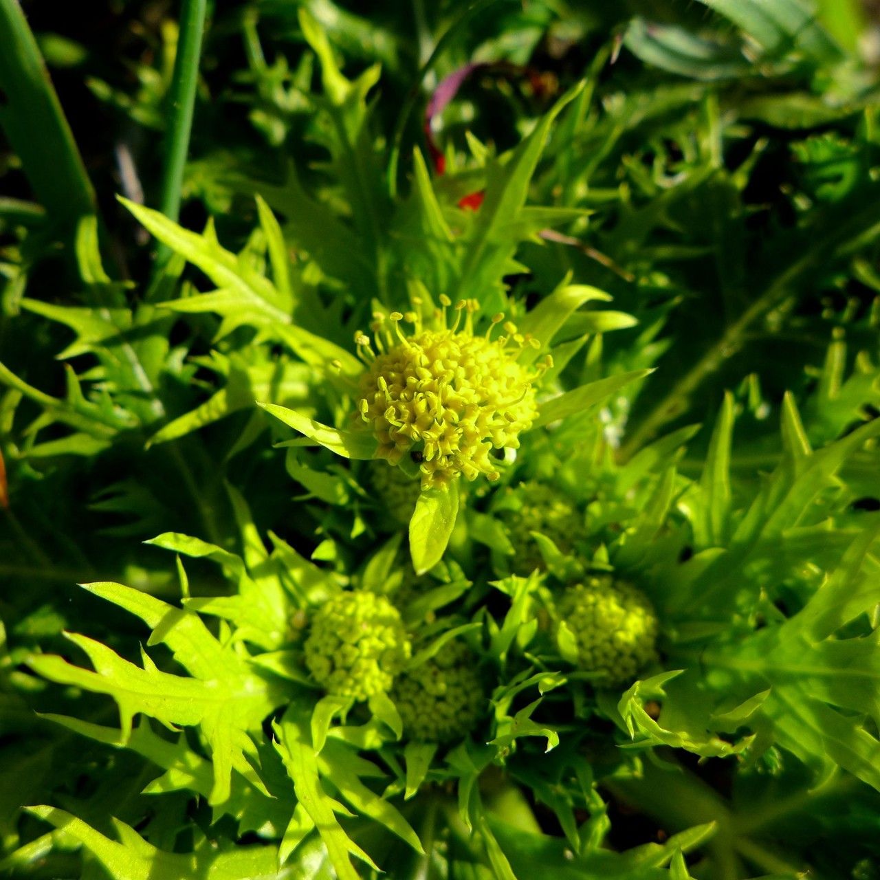 Sanicula arctopoides habit