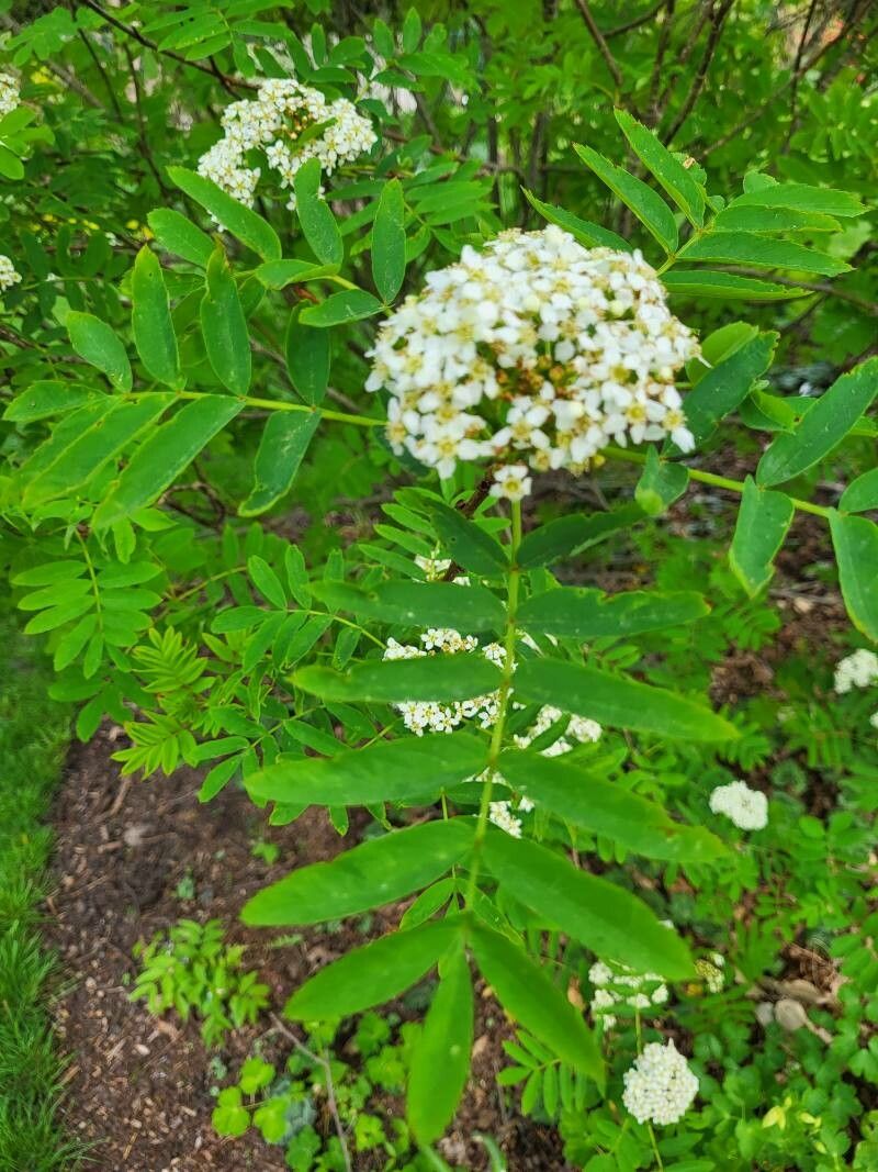 Sorbus matsumurana flower