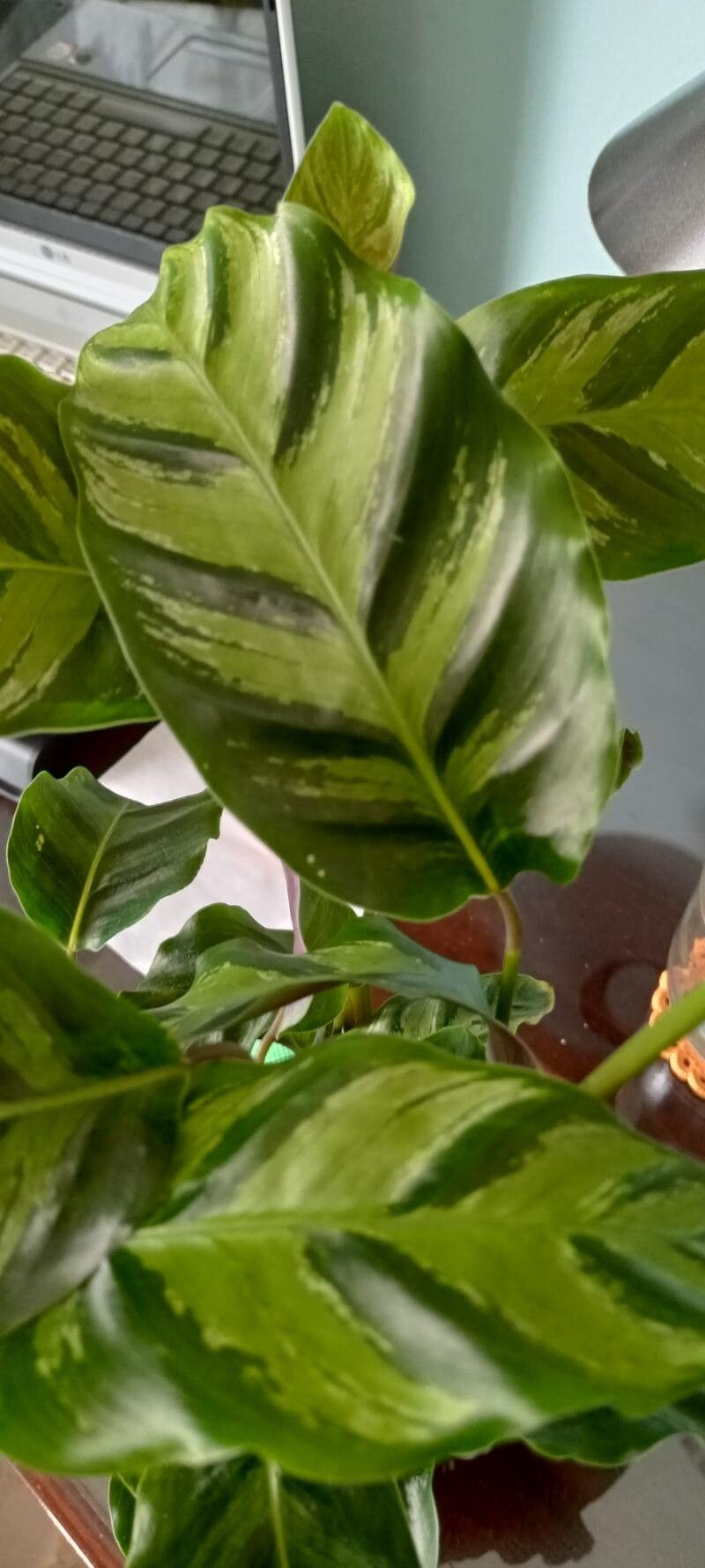 Calathea albertii leaf