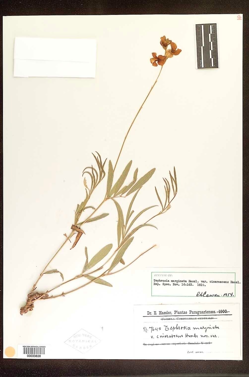 Caryocar pallidum — houseplant care guide