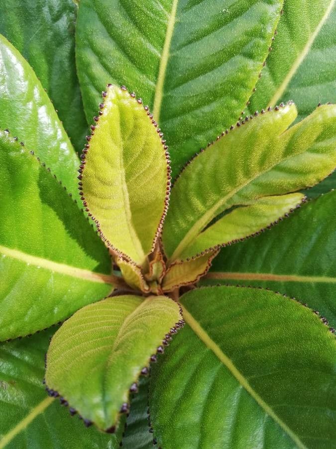 Apiopetalum velutinum — houseplant care guide