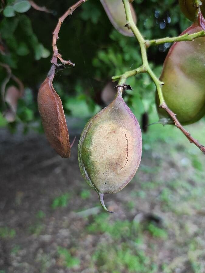 Schotia brachypetala fruit