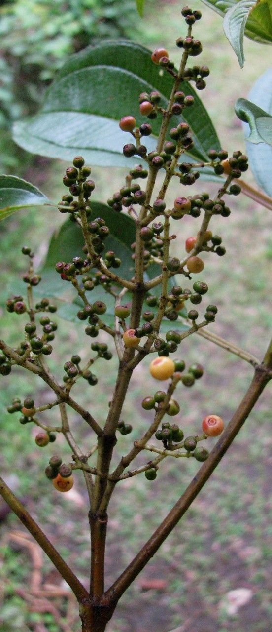 Miconia theaezans other