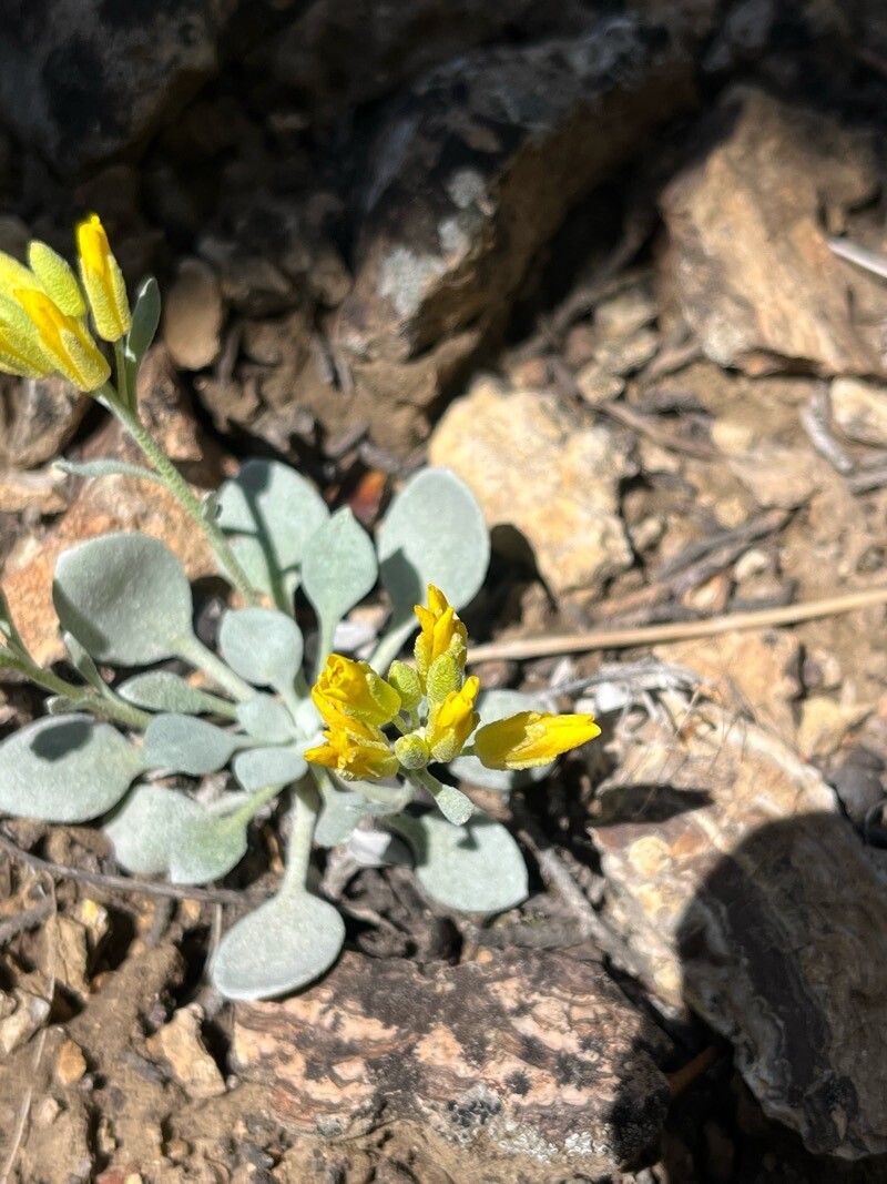Physaria acutifolia flower