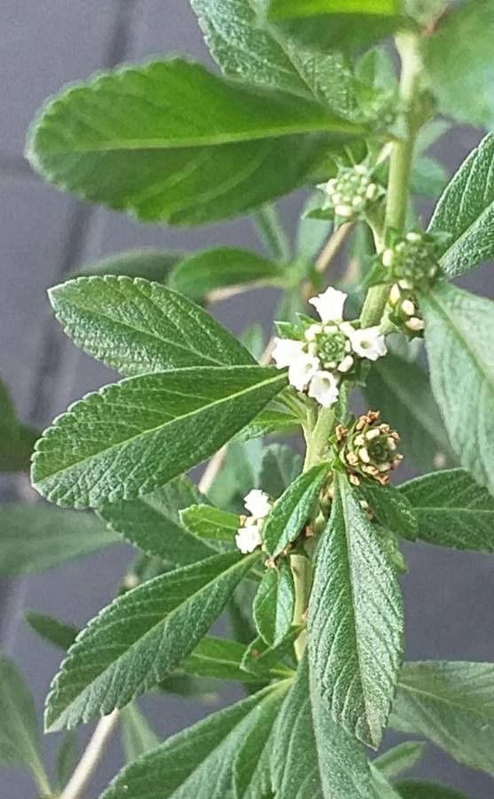 Lippia integrifolia leaf