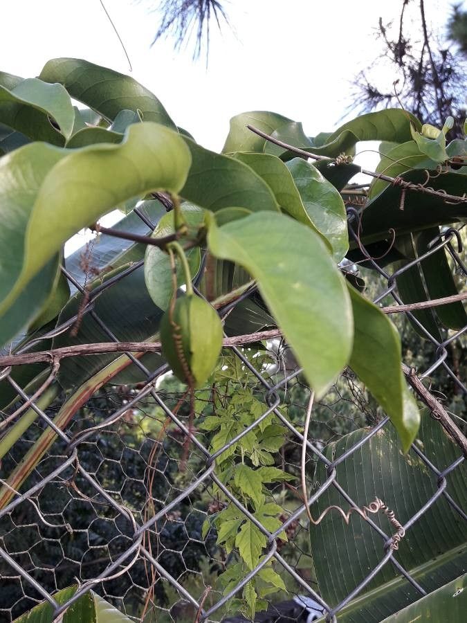 Passiflora laurifolia — search result for 'Lebanon'