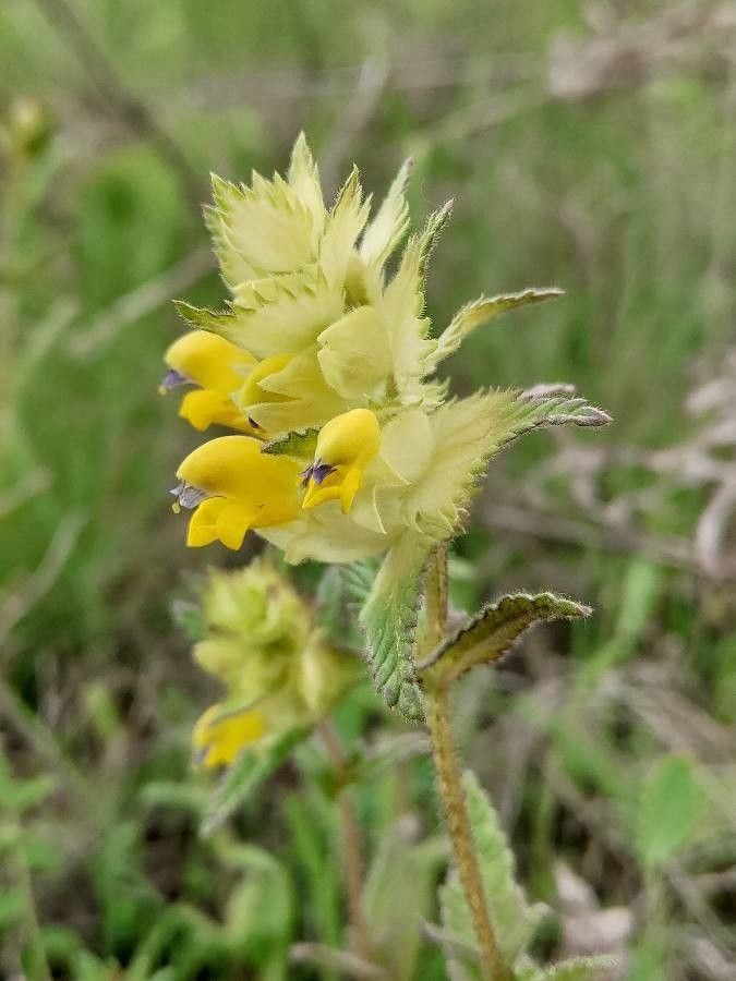 Rhinanthus rumelicus — search result for 'Rhinanthus'