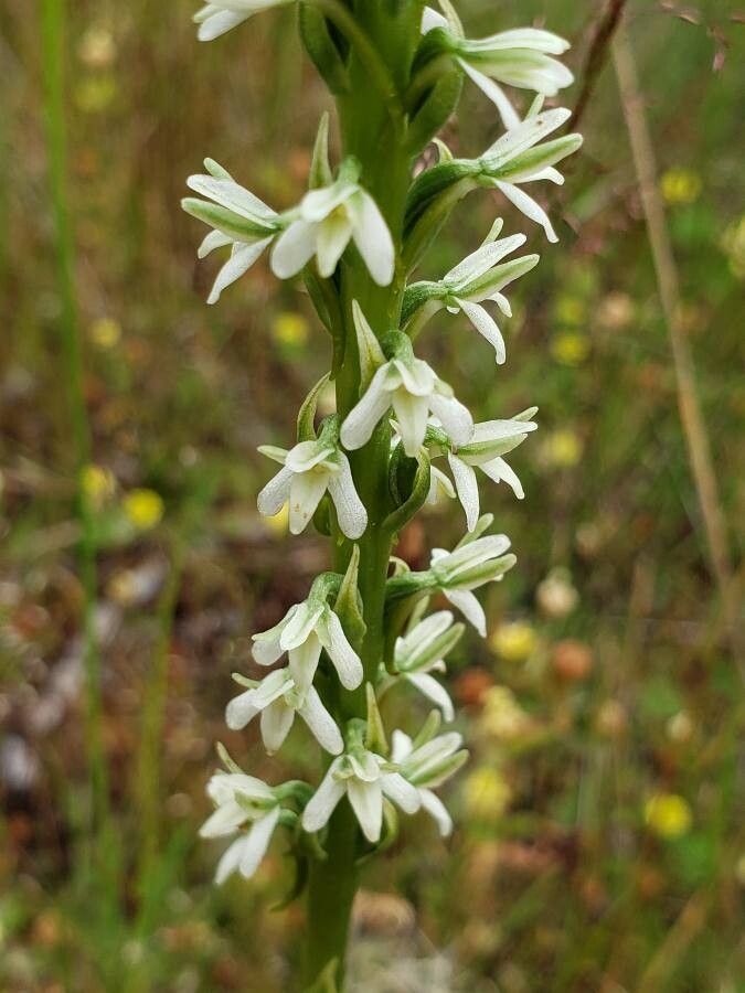 Platanthera elegans — search result for 'Platanthera'