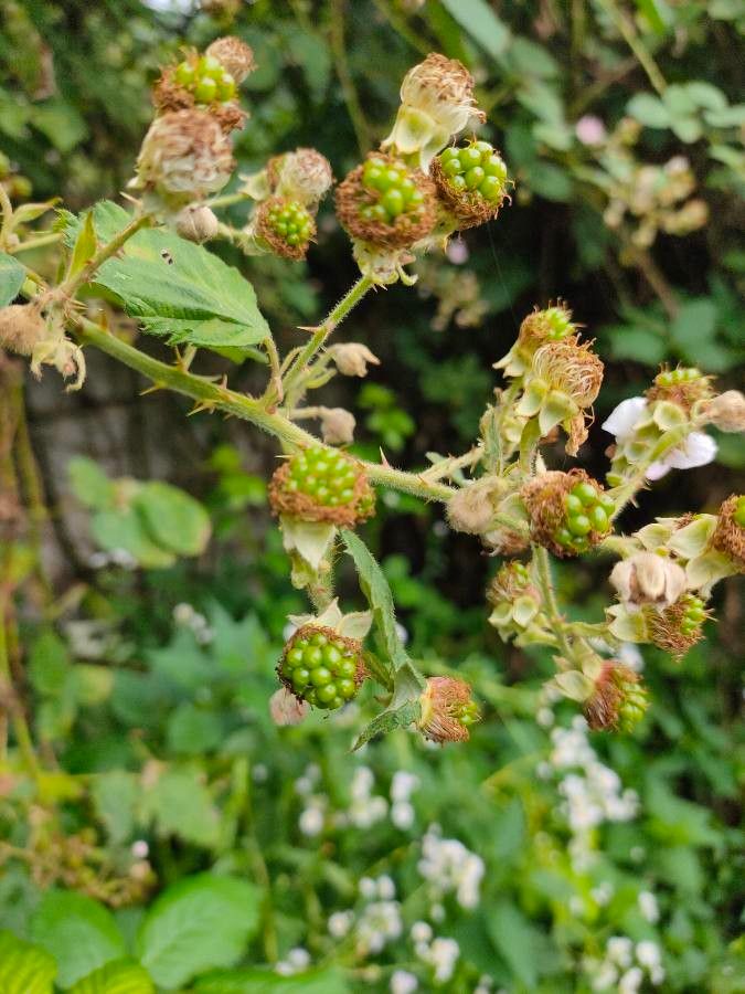 Rubus canescens fruit