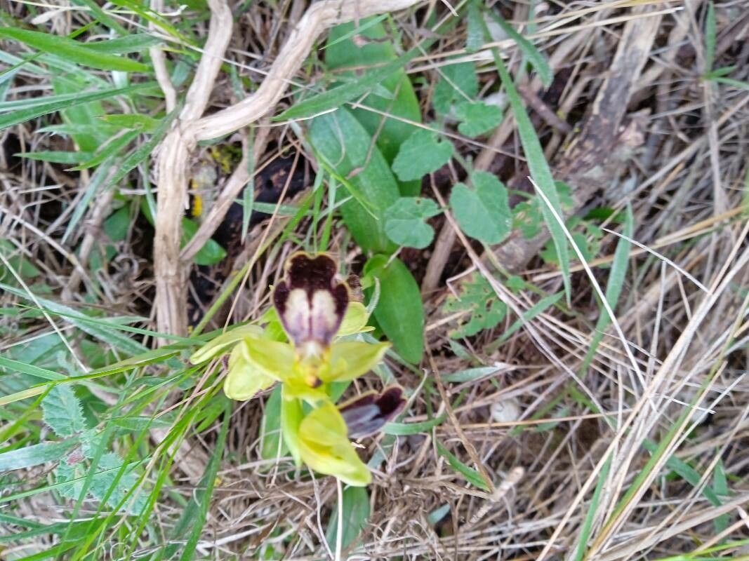 Ophrys bilunulata — houseplant care guide