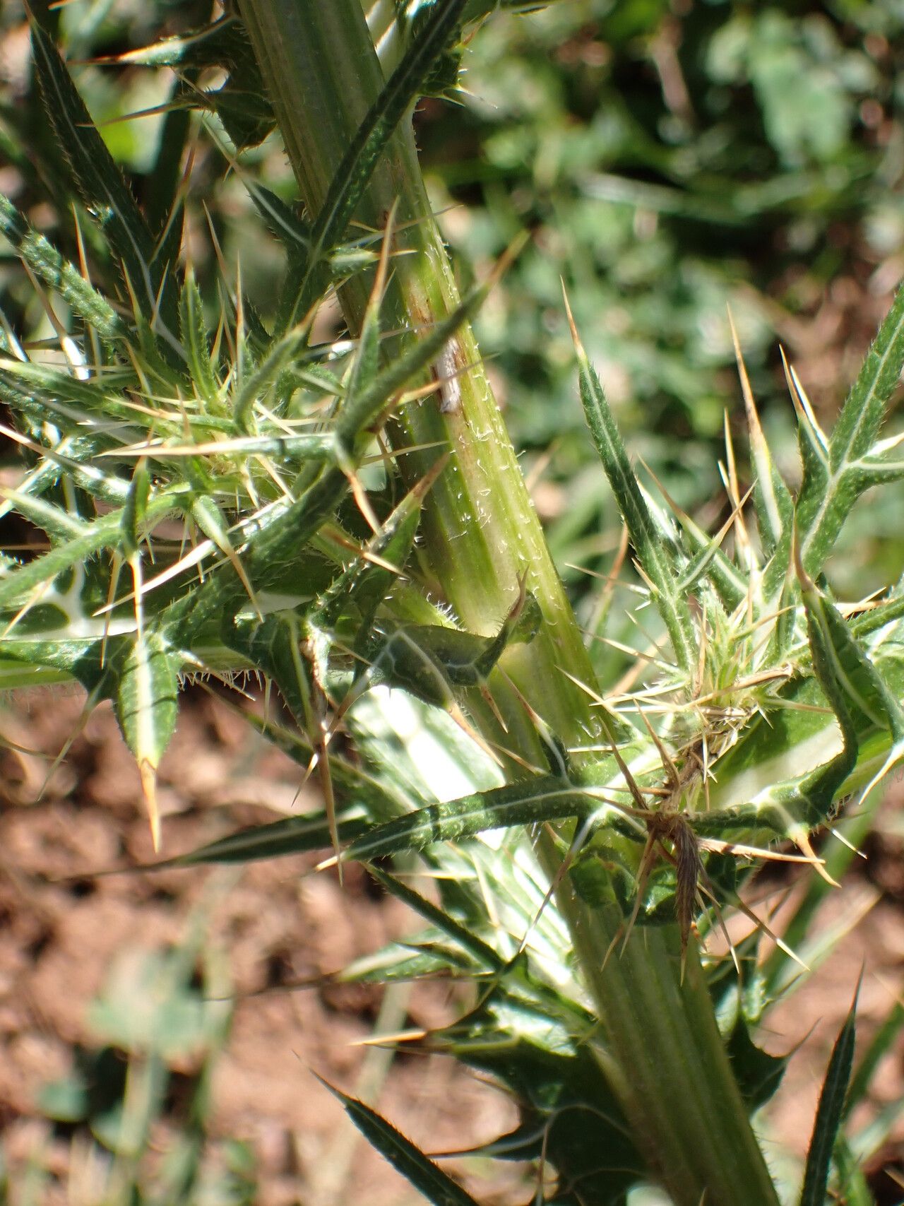 Cirsium richterianum — search result for 'Cirsium'