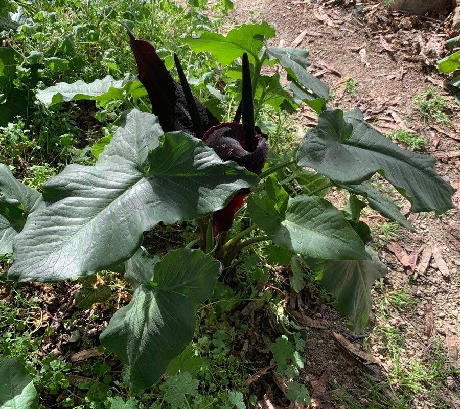 Arum palaestinum habit