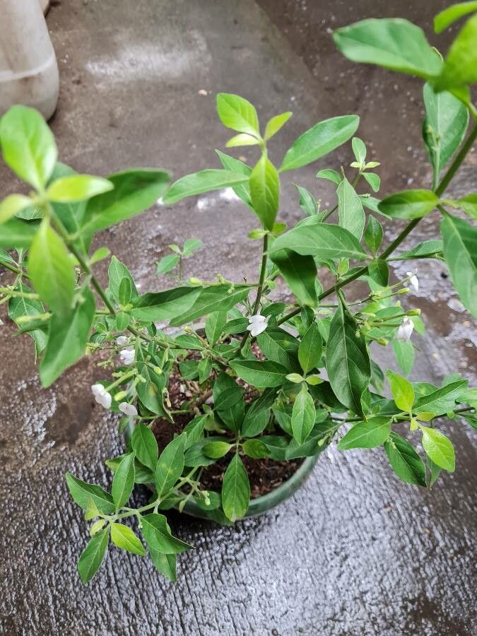 Rhinacanthus nasutus leaf