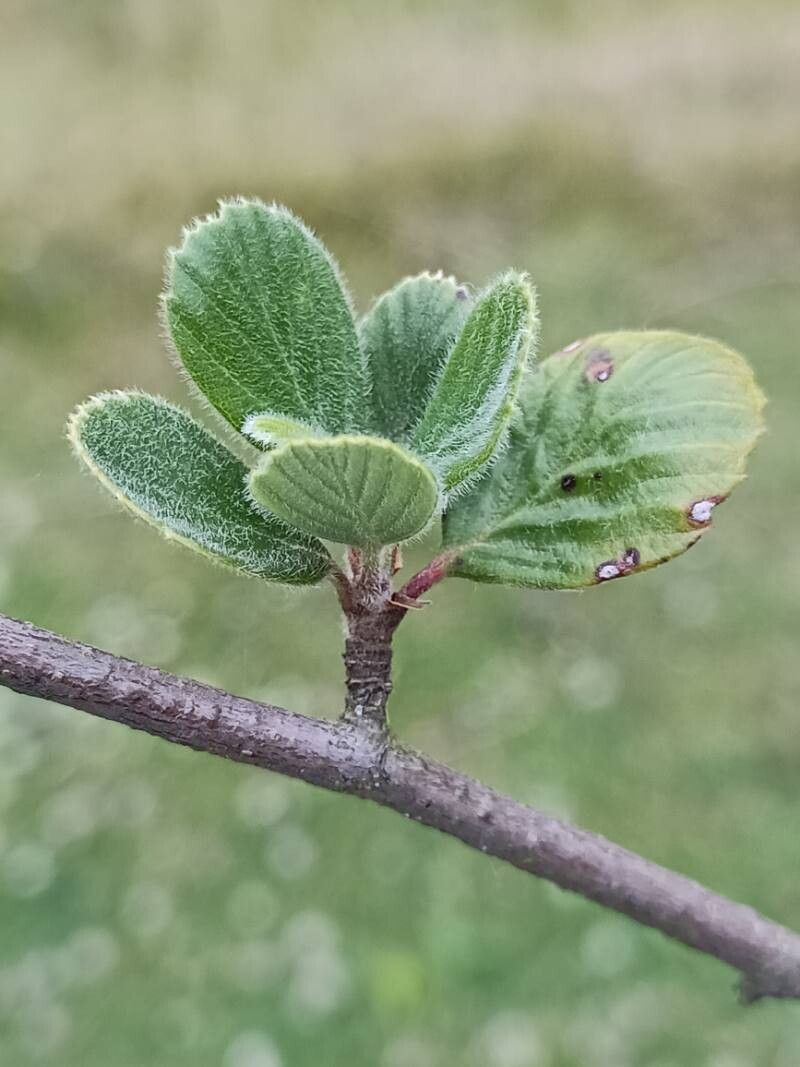 Cercocarpus betuloides leaf