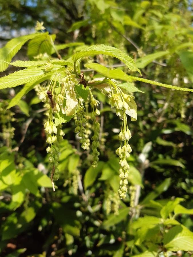 Acer carpinifolium flower