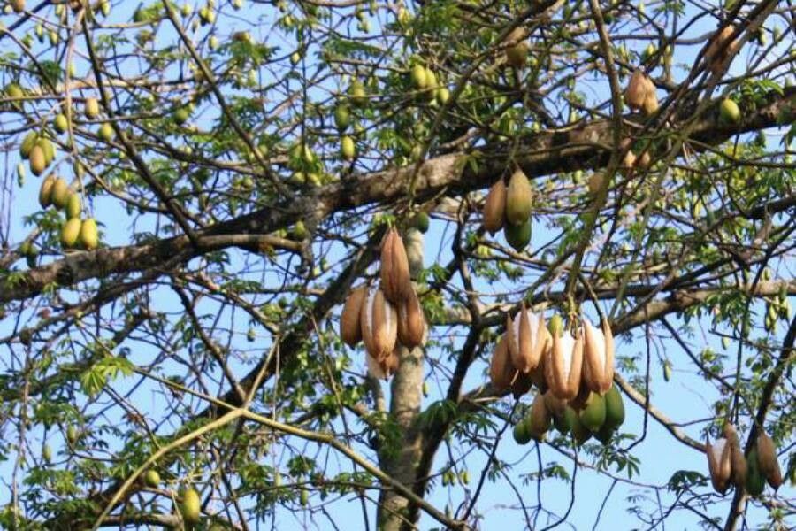 Ceiba pentandra fruit
