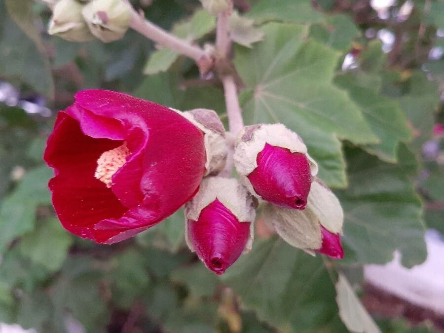 Phymosia umbellata flower