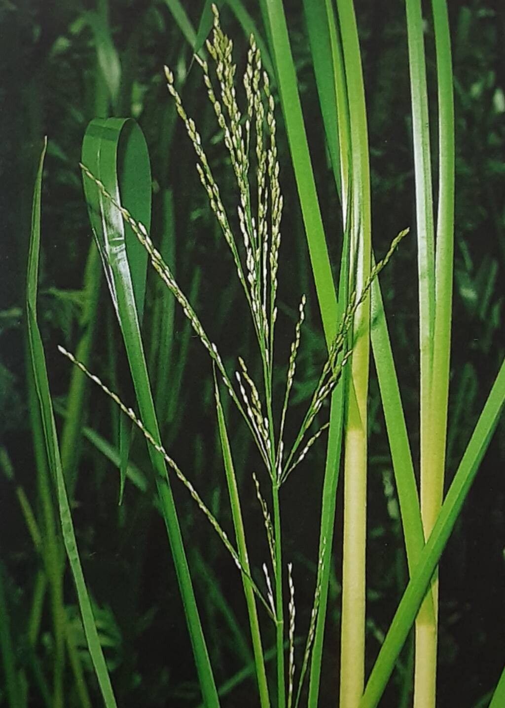 Glyceria nemoralis — houseplant care guide
