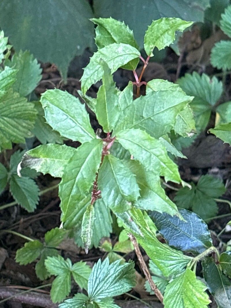Fuchsia vulcanica — search result for 'Fuchsia'