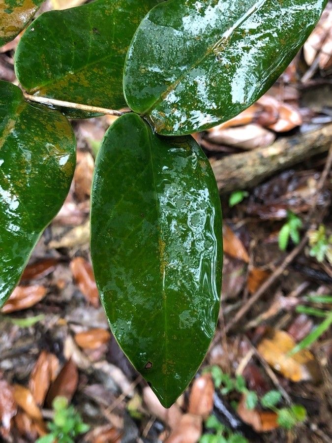 Memecylon caeruleum — search result for 'Melastomataceae'