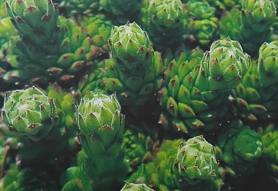 Sempervivum × funckii — search result for 'Sempervivum'