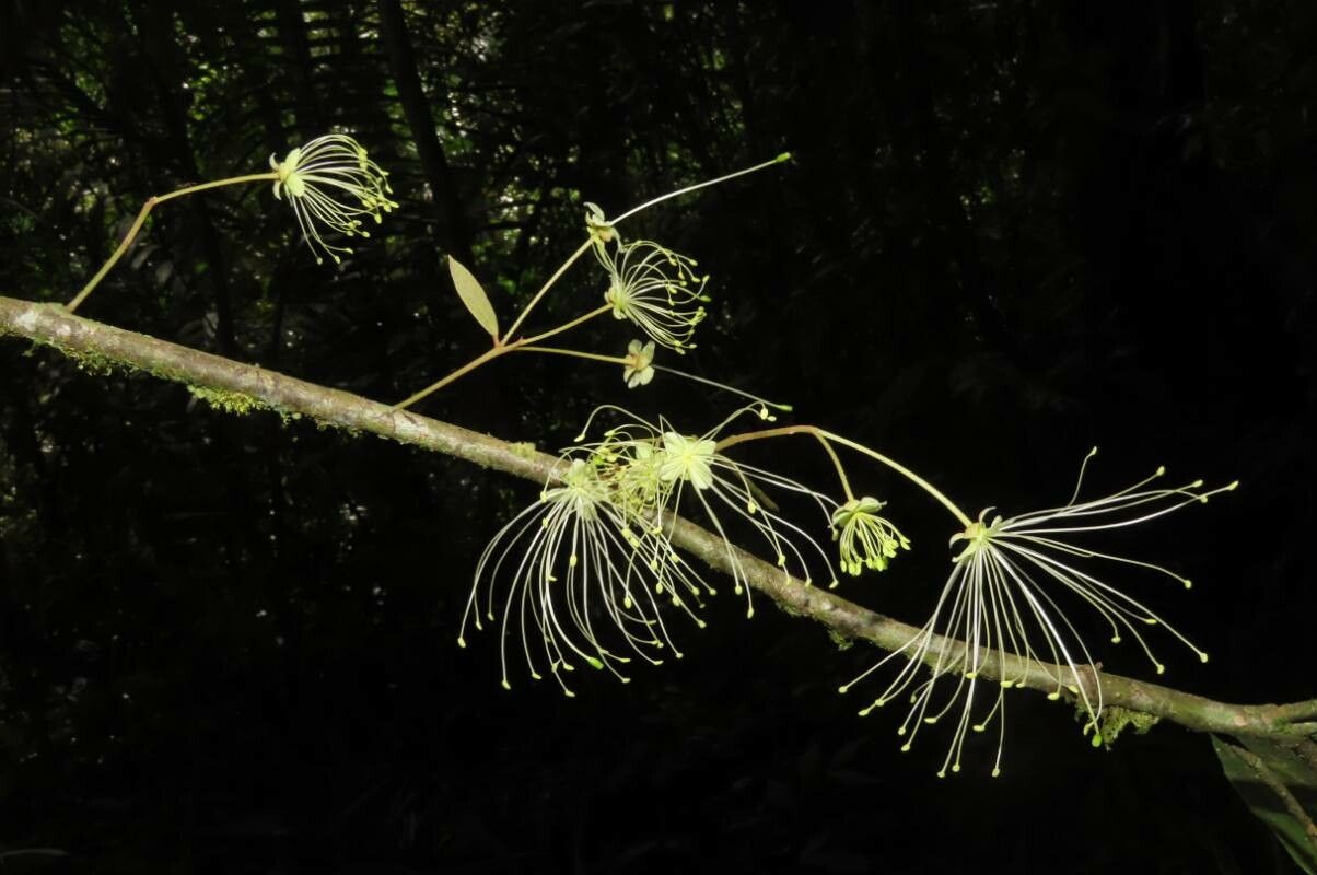 Morisonia pittieri flower