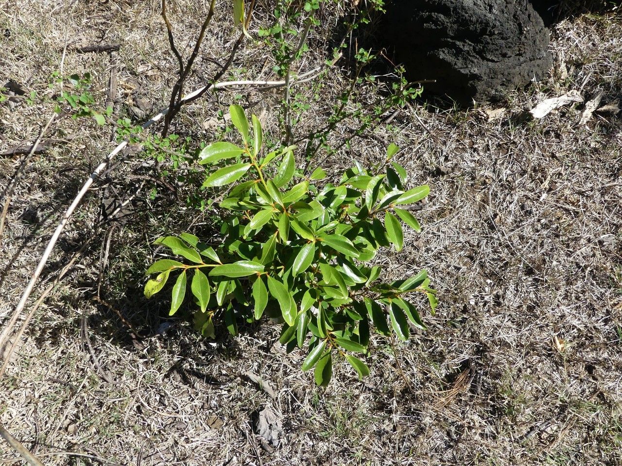 Apodytes dimidiata habit