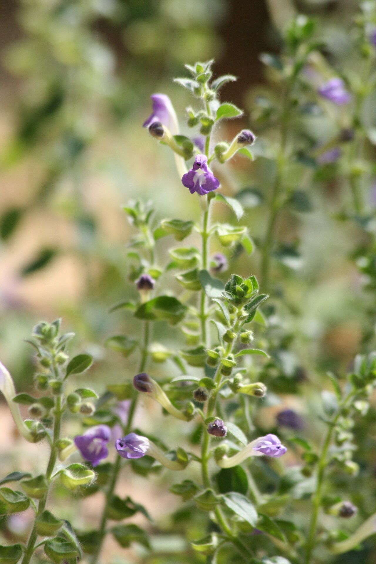 Scutellaria diffusa flower