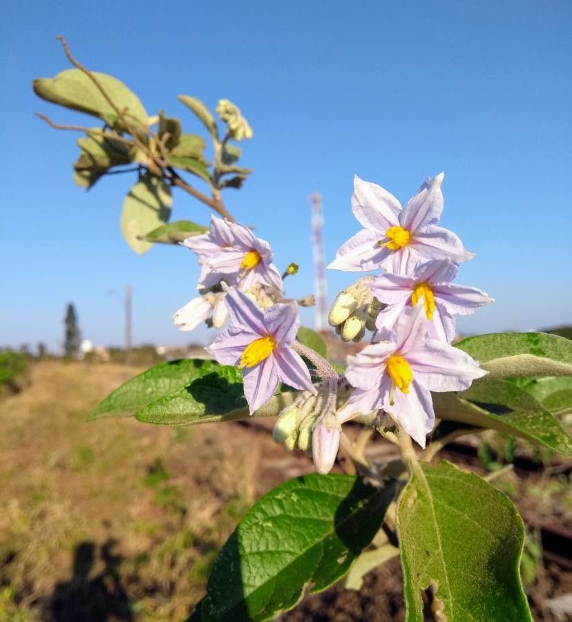 Solanum paniculatum flower