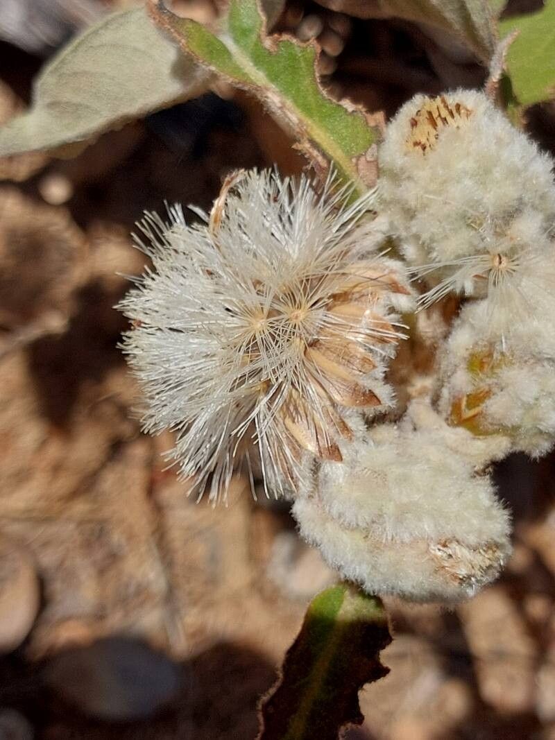 Vernonia cephalophora fruit