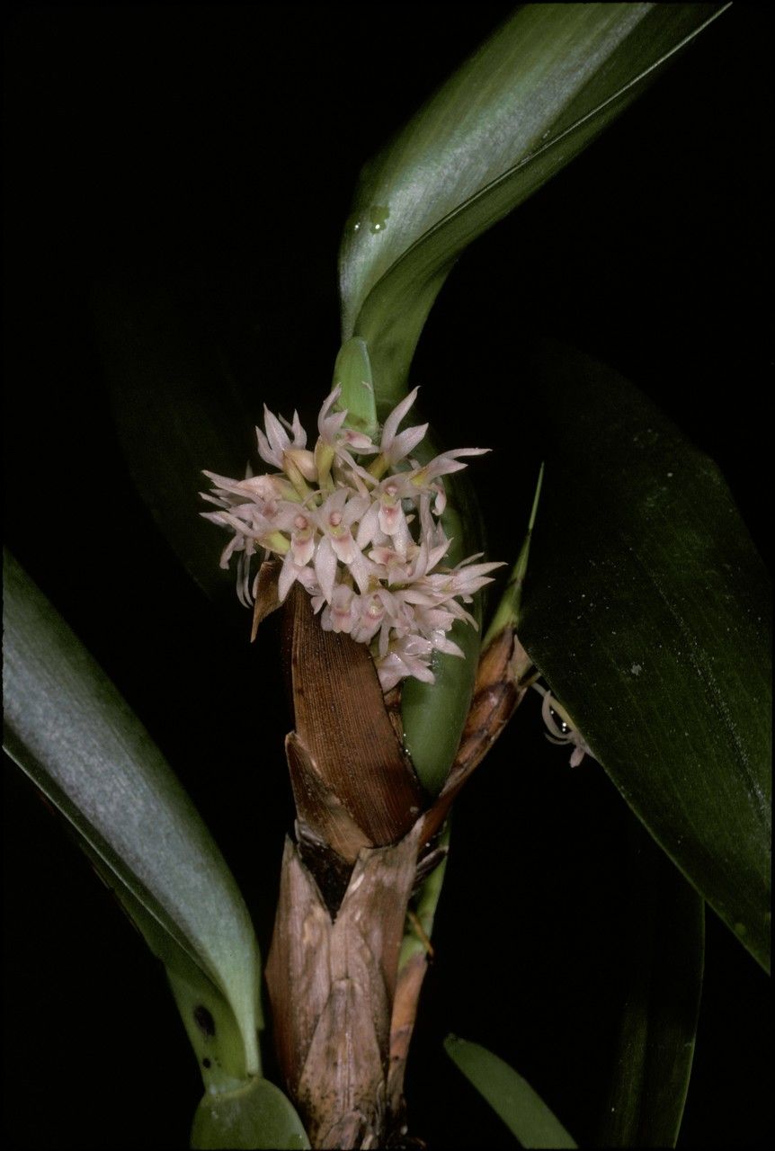 Maxillaria densa flower