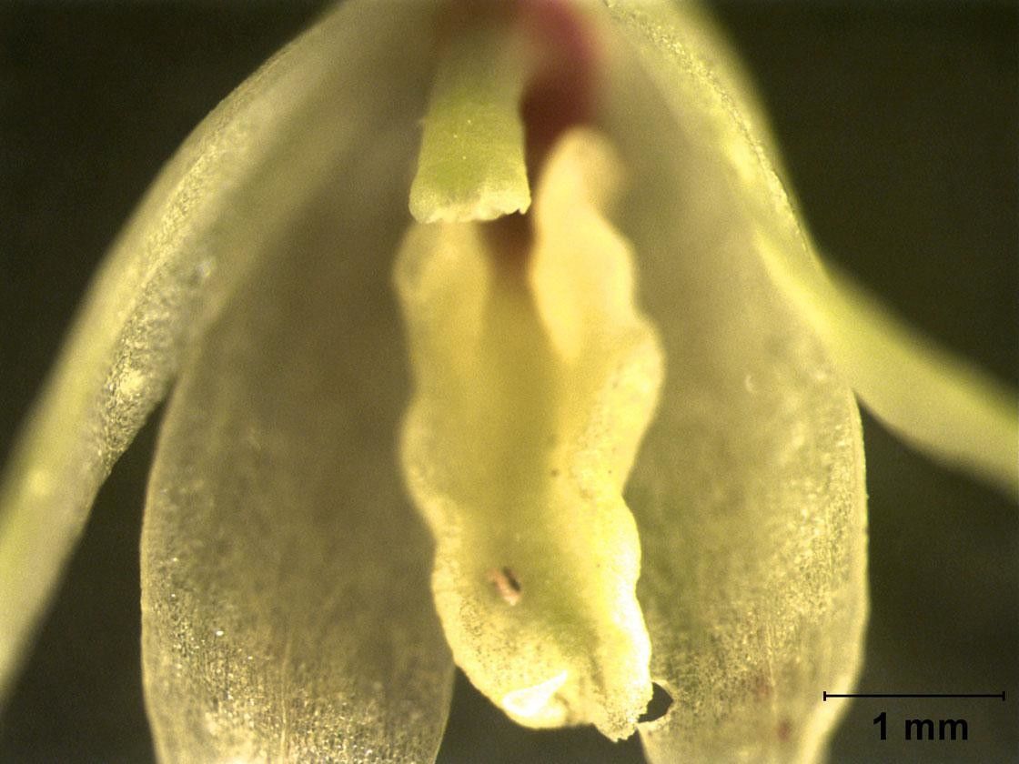 Octomeria graminifolia — houseplant care guide