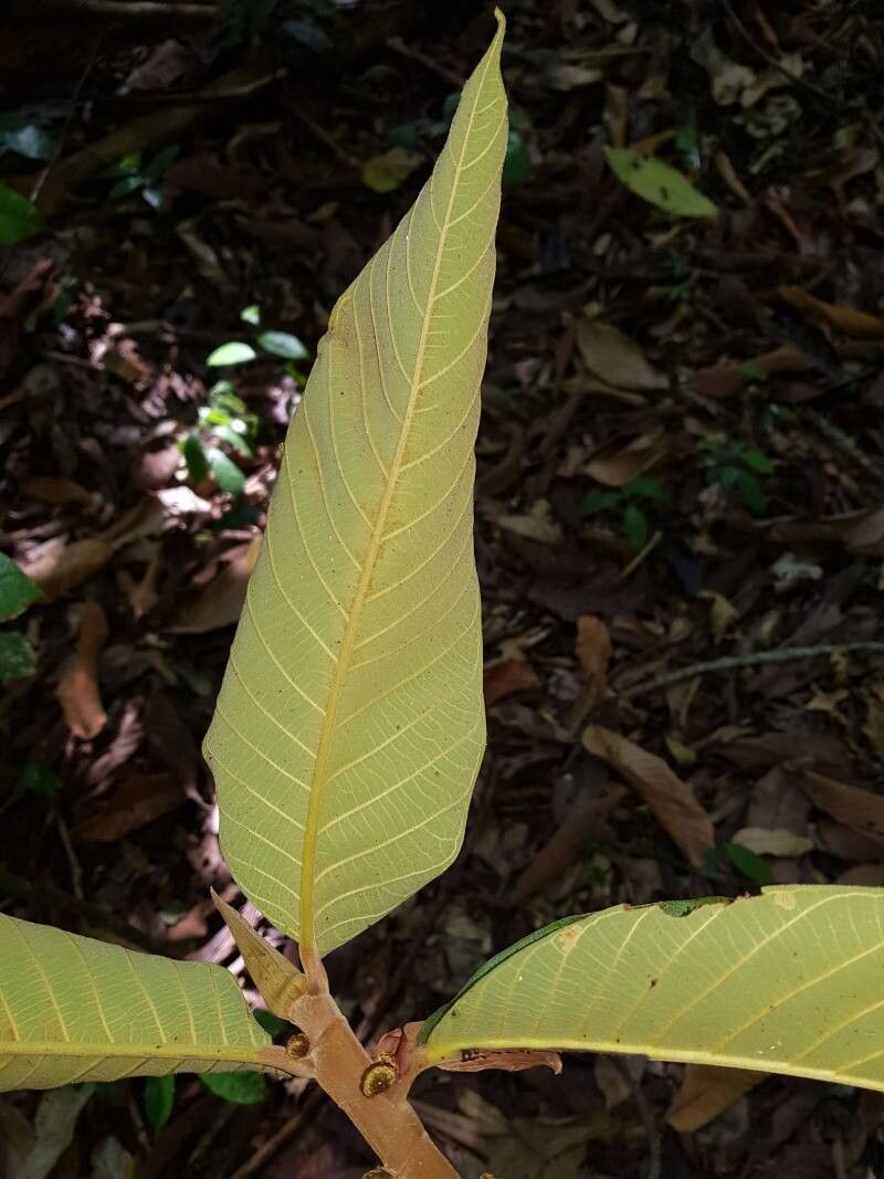 Castilla tunu — related species from the same genus
