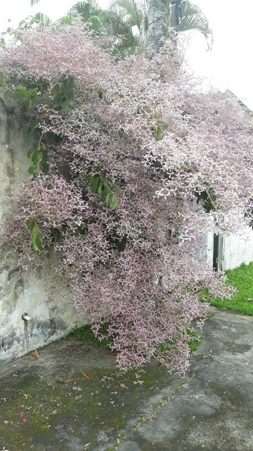 Congea tomentosa habit